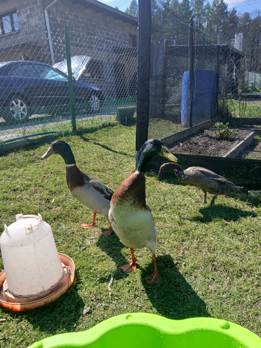@Kaczogr&oacute;d u Milki🦆🦆🦆🦆