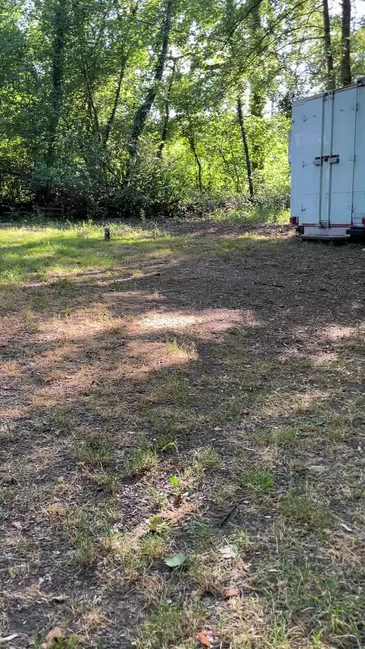 @Mr Roger Chihuahua