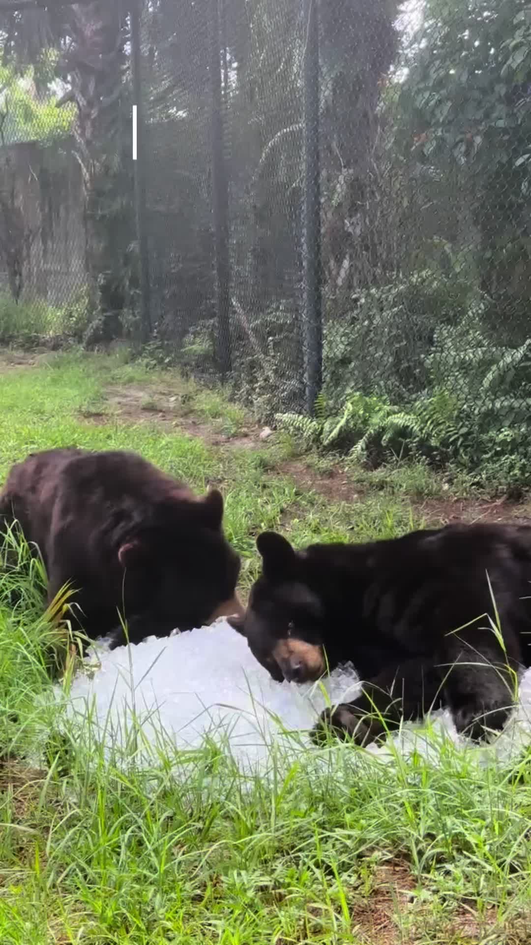 @Palm Beach Zoo