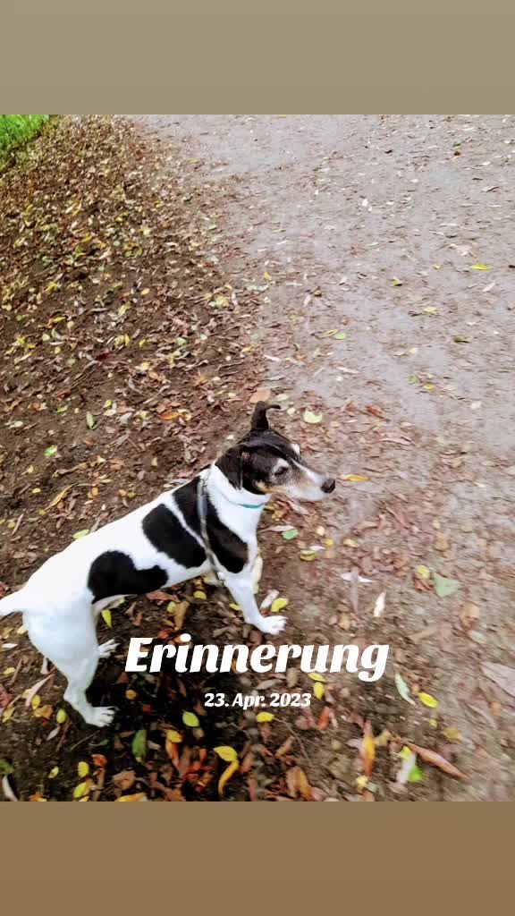 @🥀 der kleine Kampfzwerg