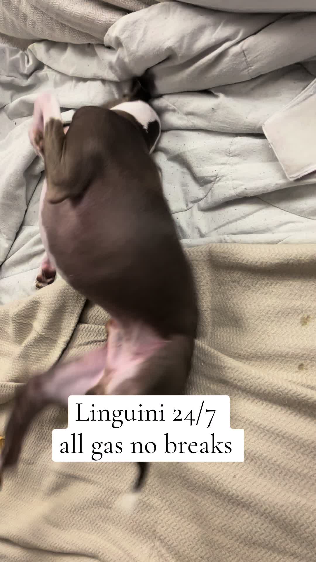 @ravioli.linguini
