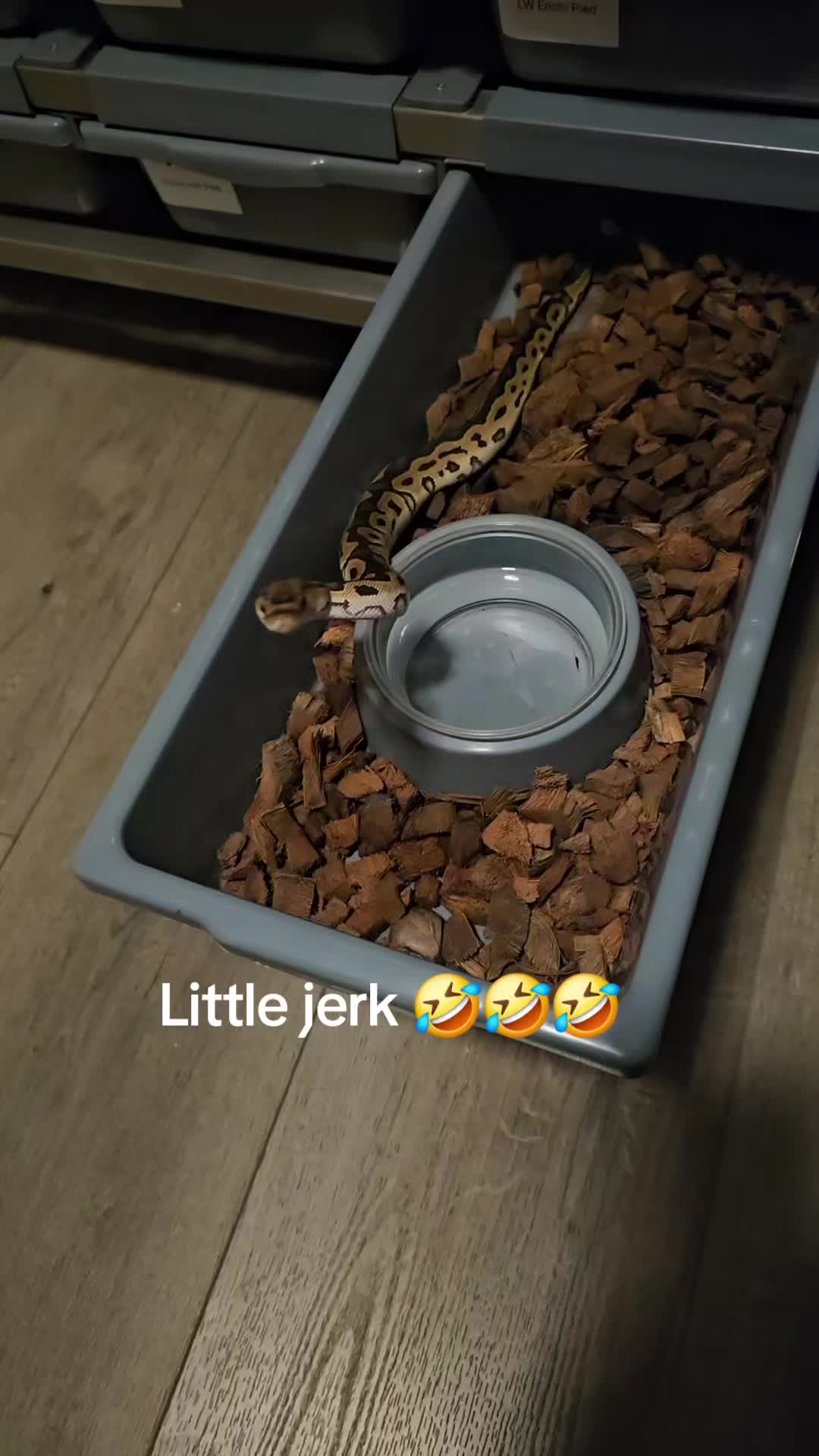 @PNW REPTILEZ