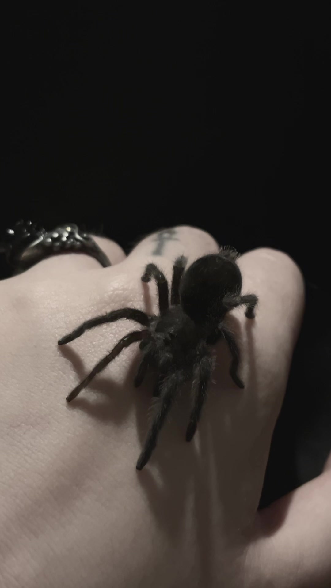 @🕷️𝔍𝔲𝔩𝔦𝔞🕷️