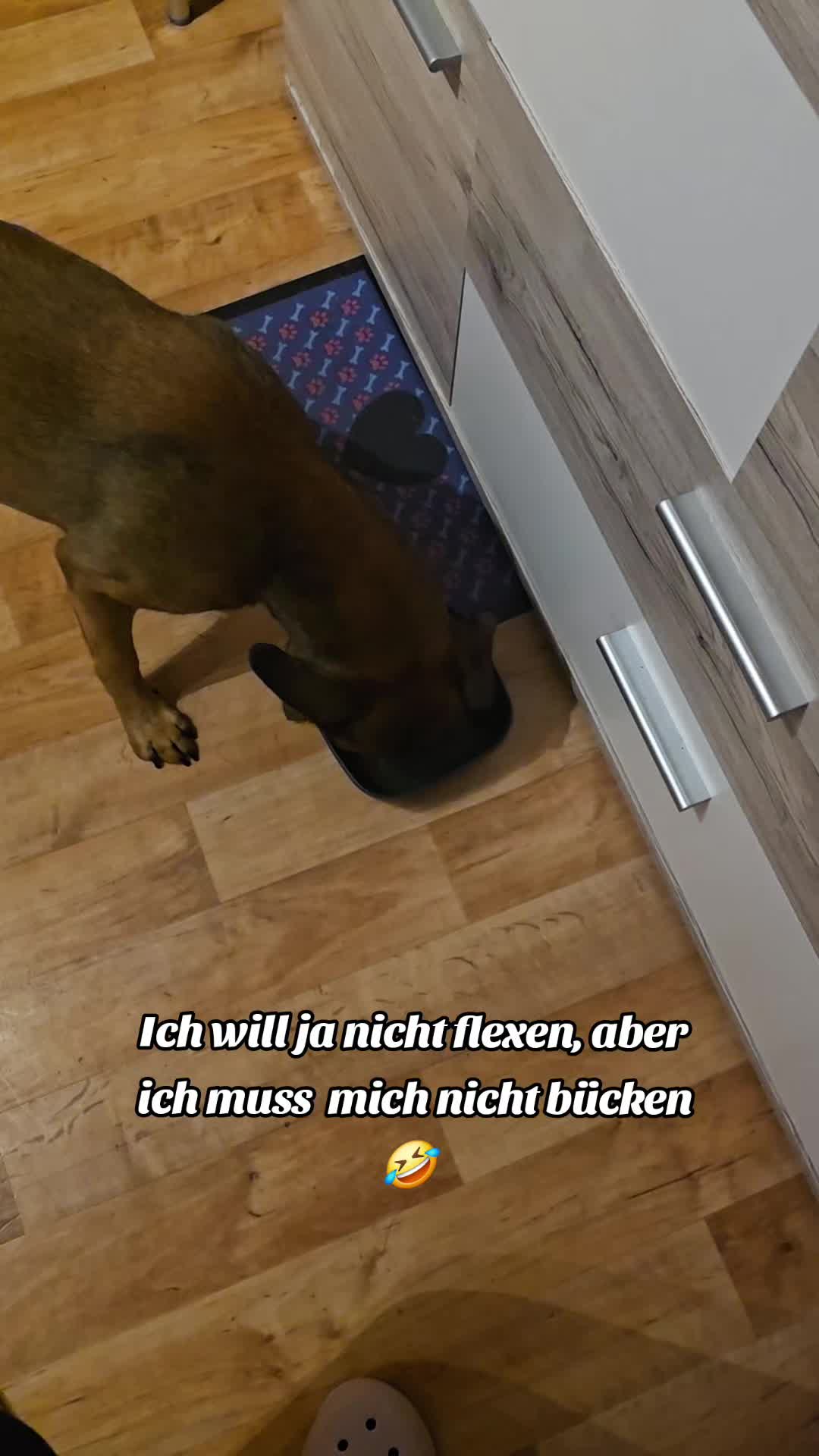 @Staffordshiremix Geschwister🐾