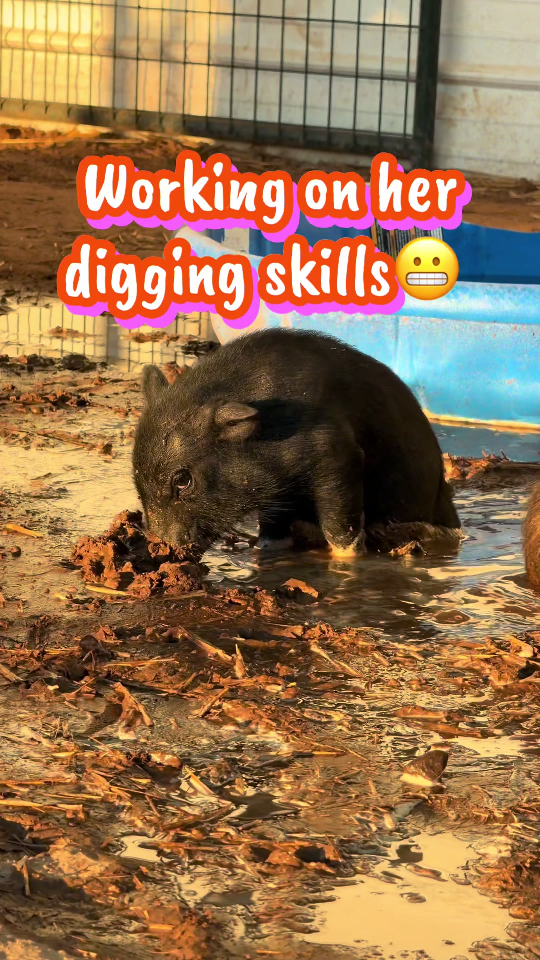 @Pig Luv Co