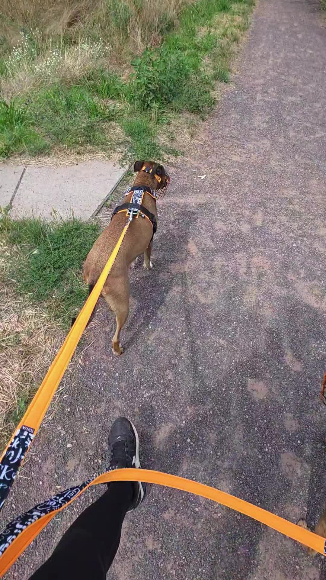 @Staffordshiremix Geschwister🐾