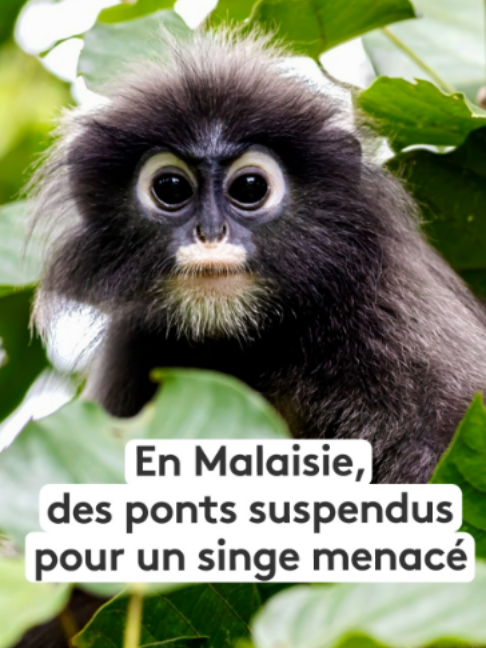 @Franceinfo