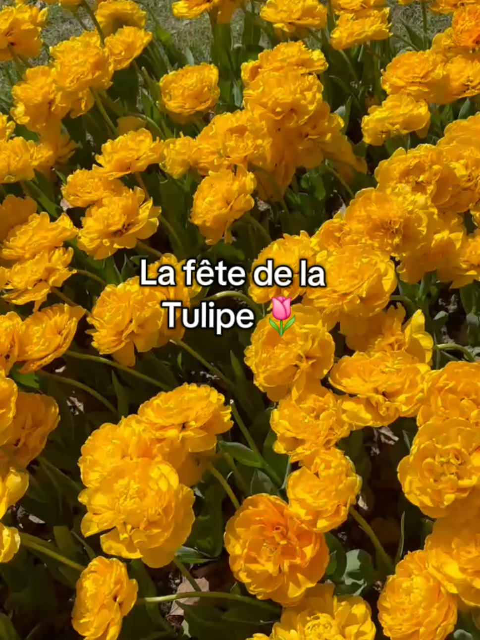 @Nadia♌️🇲🇦🇲🇦