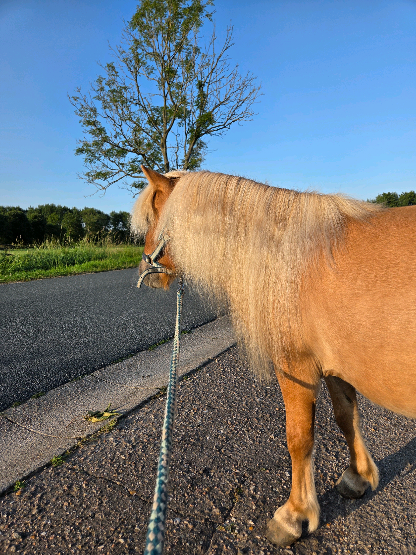 @Josys_Ponyhof-leben