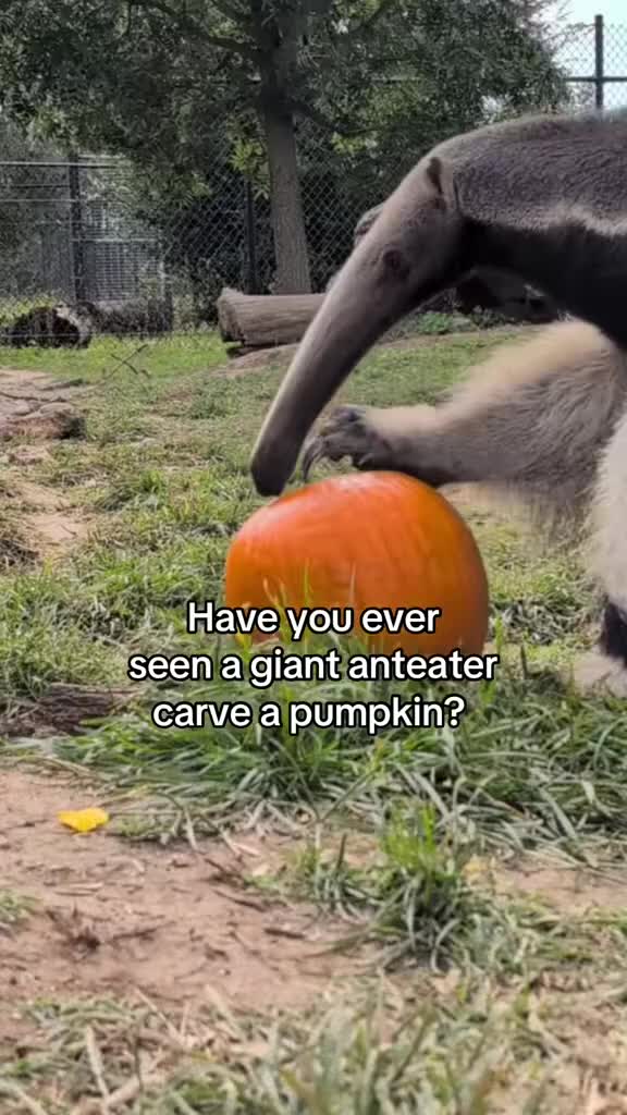 @TanganyikaWildlifePark