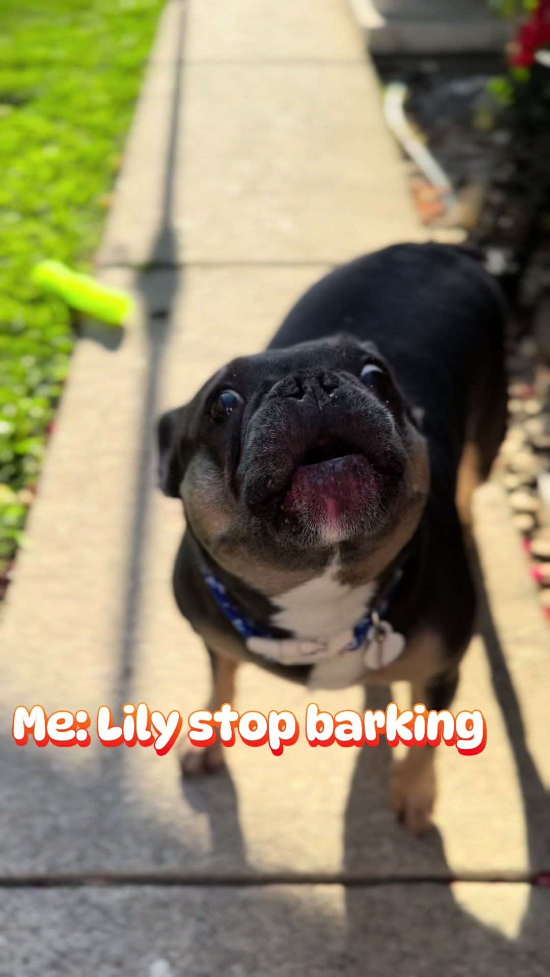 @Lily