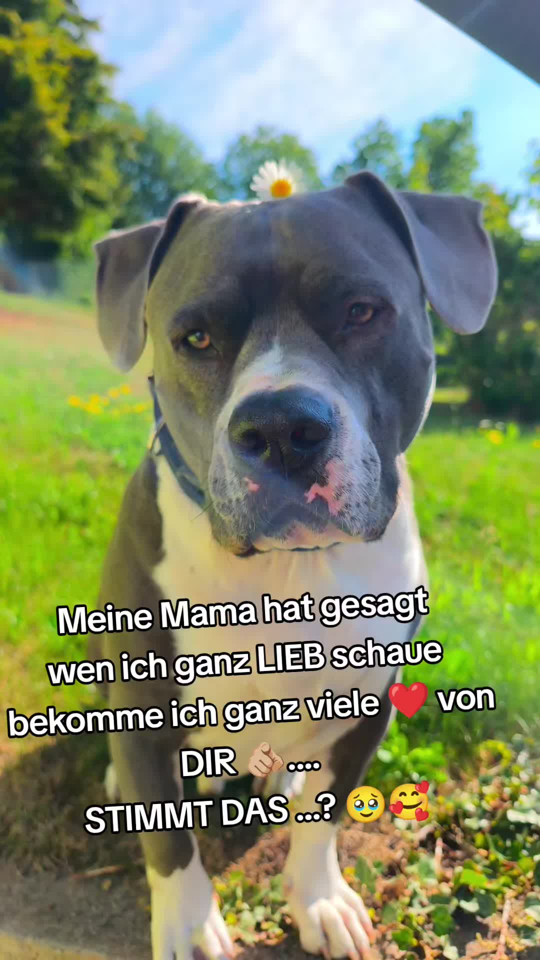 @Kampfschmusser_Nero🖤