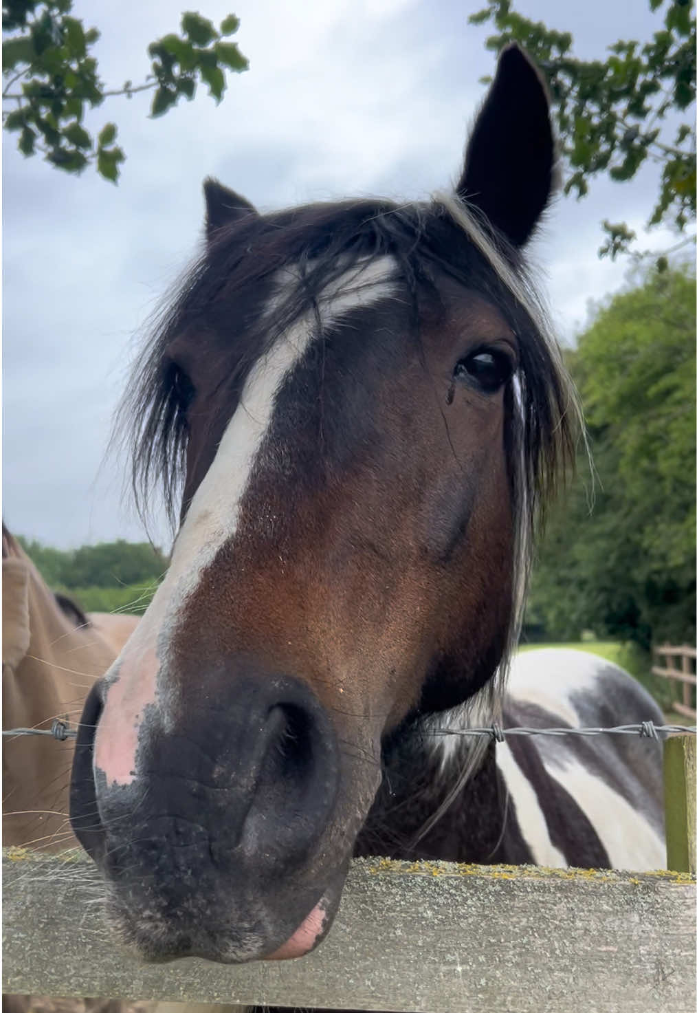 @Moor Farm Stables