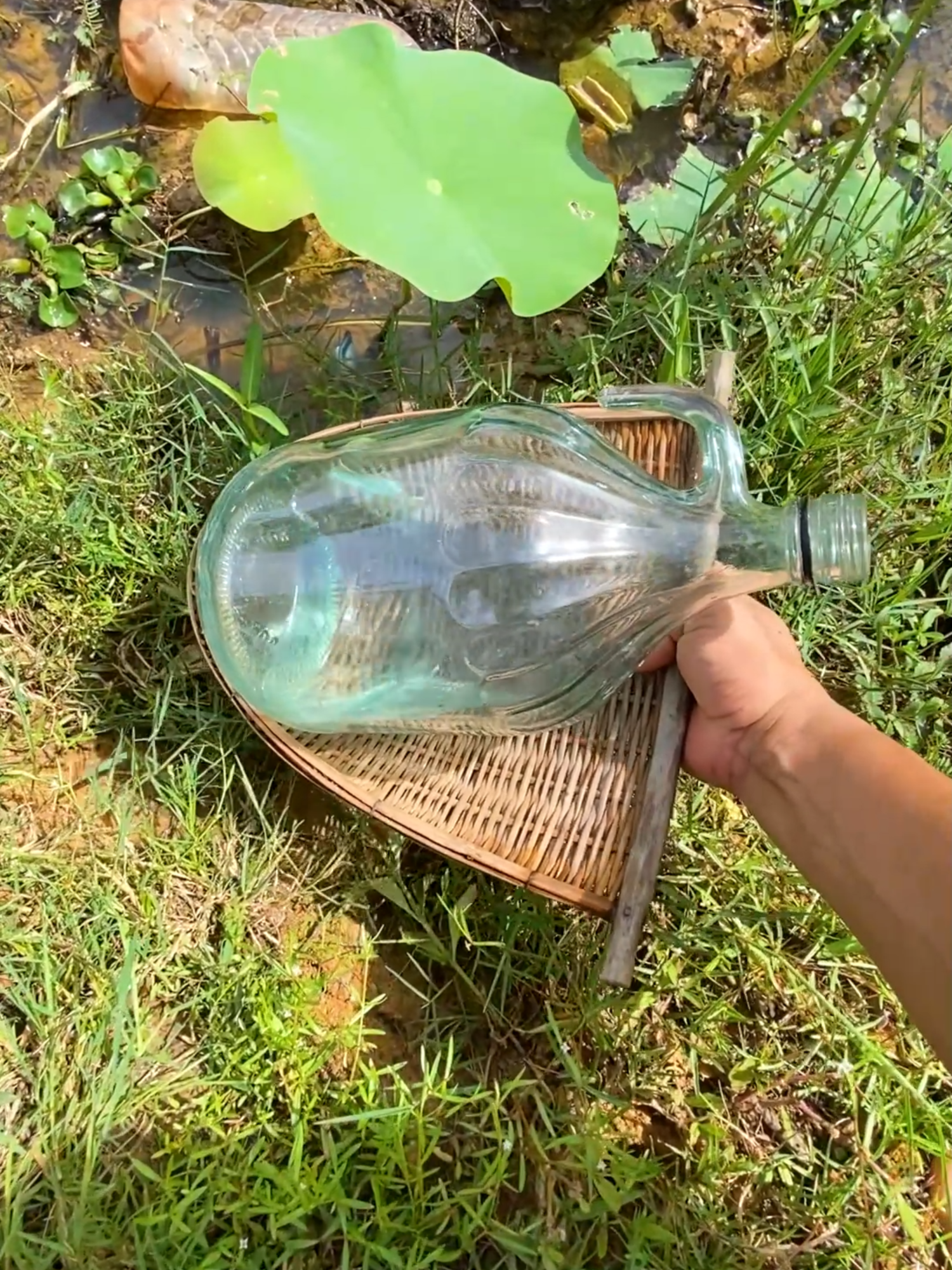 @Little Betta Fish