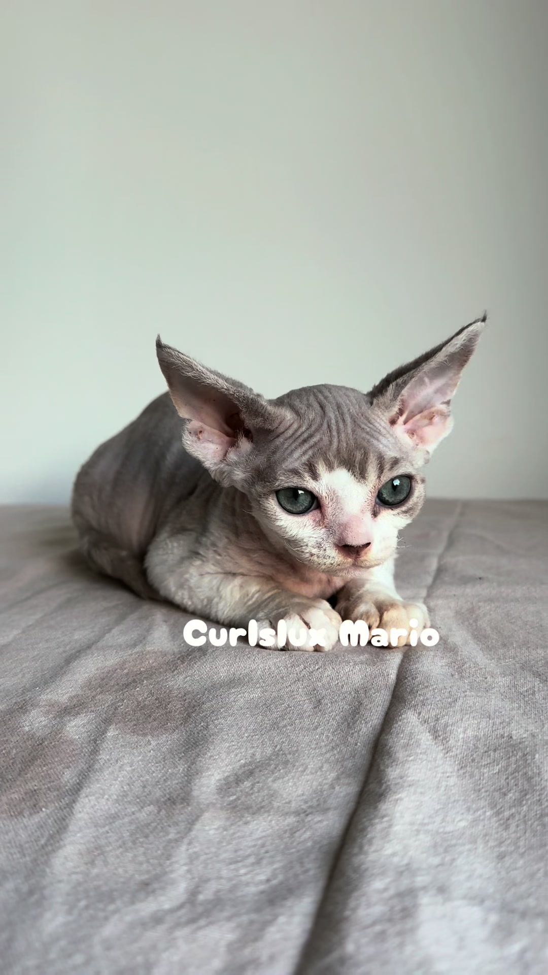 @Curlslux cattery!!🇺🇸