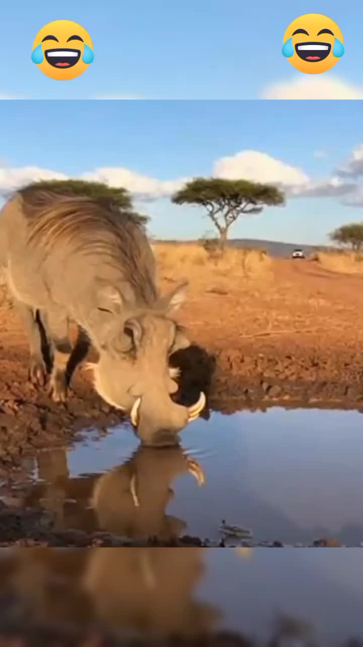 @Lifes in Nature