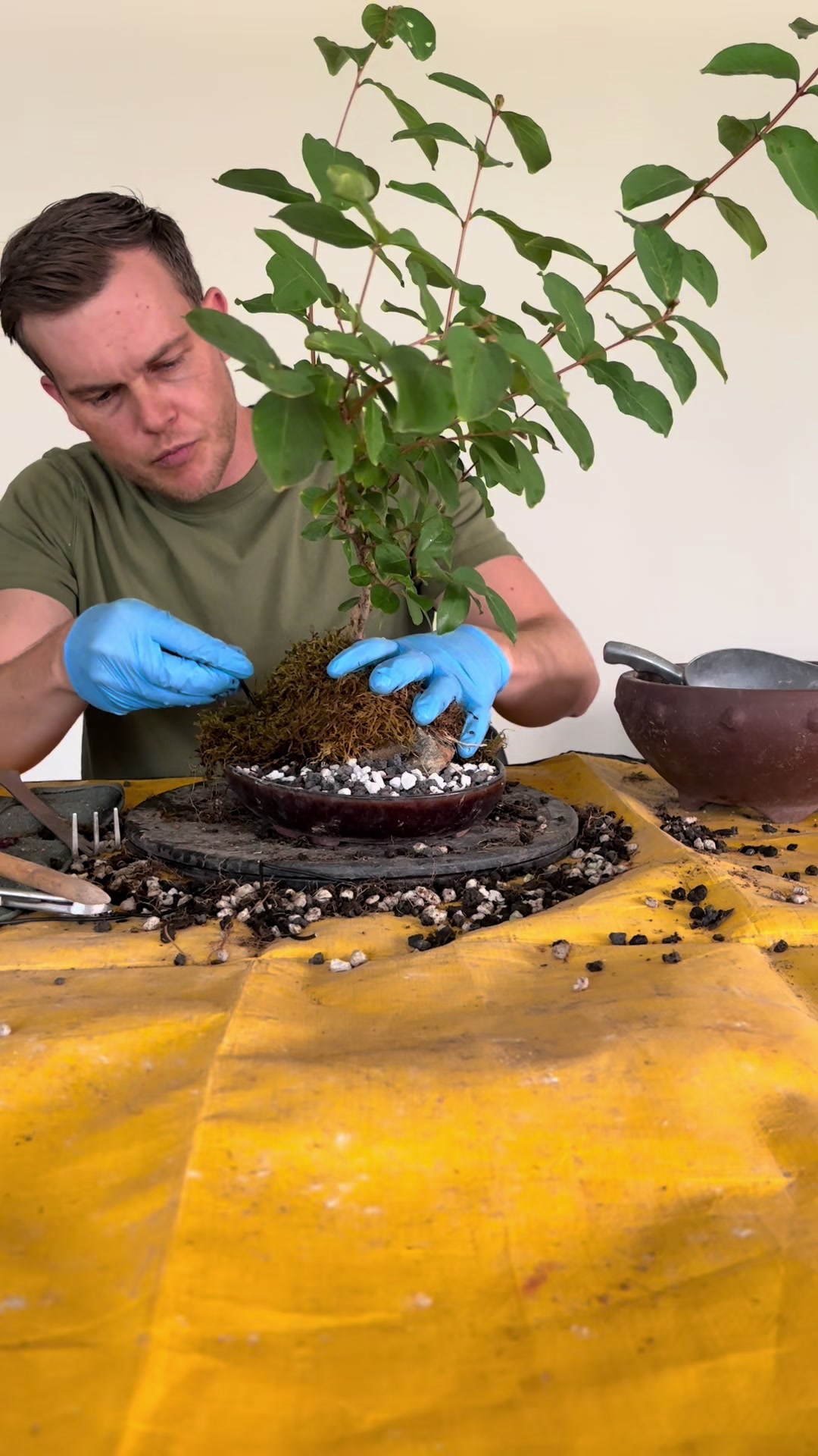@Jerome_bonsai