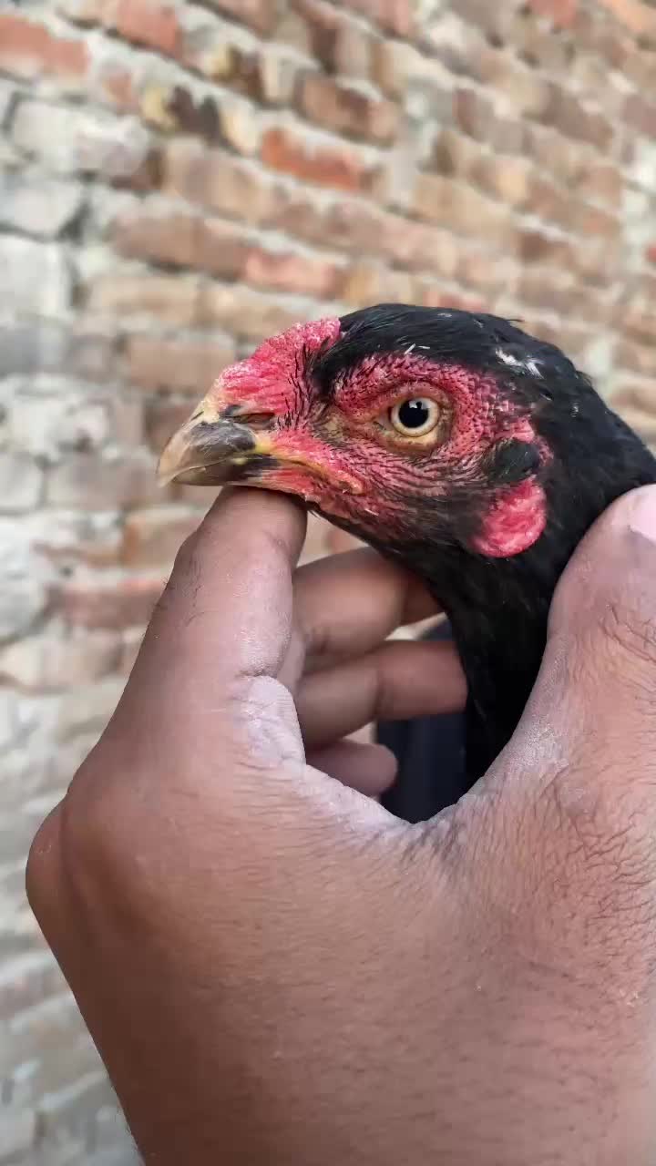 @احسن اعوان پنڈی وال اصیل