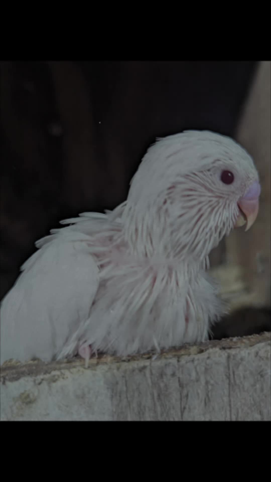 @Daybird Aviaries