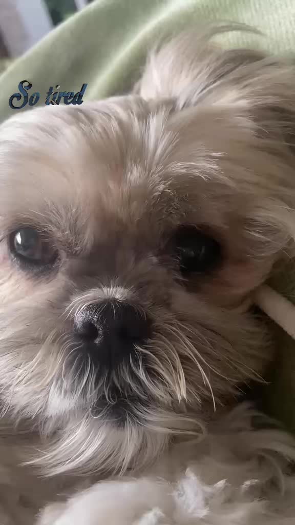 @🐾💕 Bessie Boo 💕🐾
