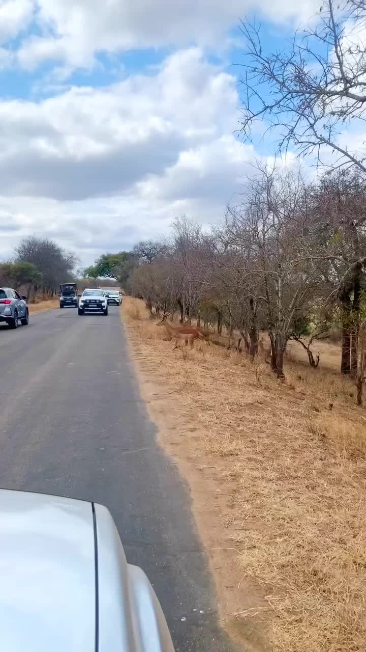 @South Africa UK