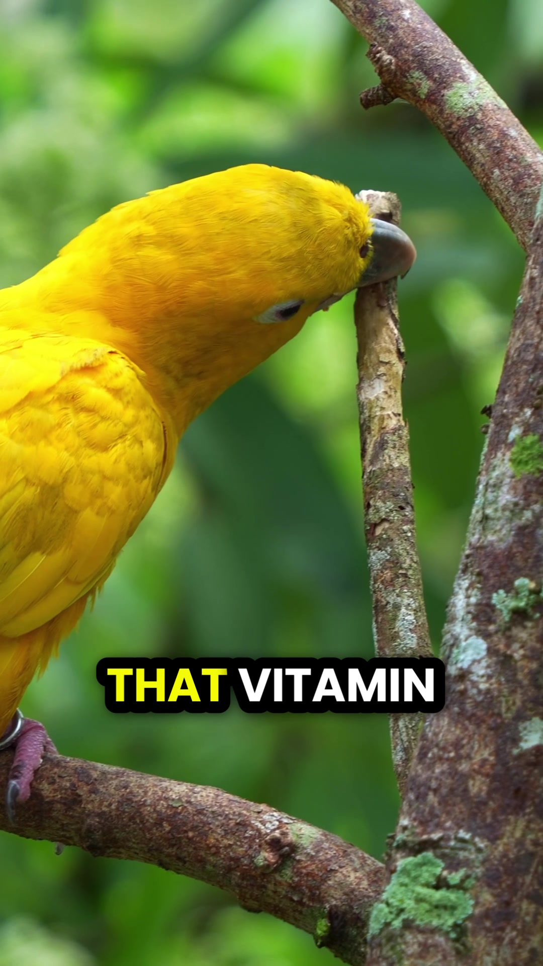 @Learn Parrots