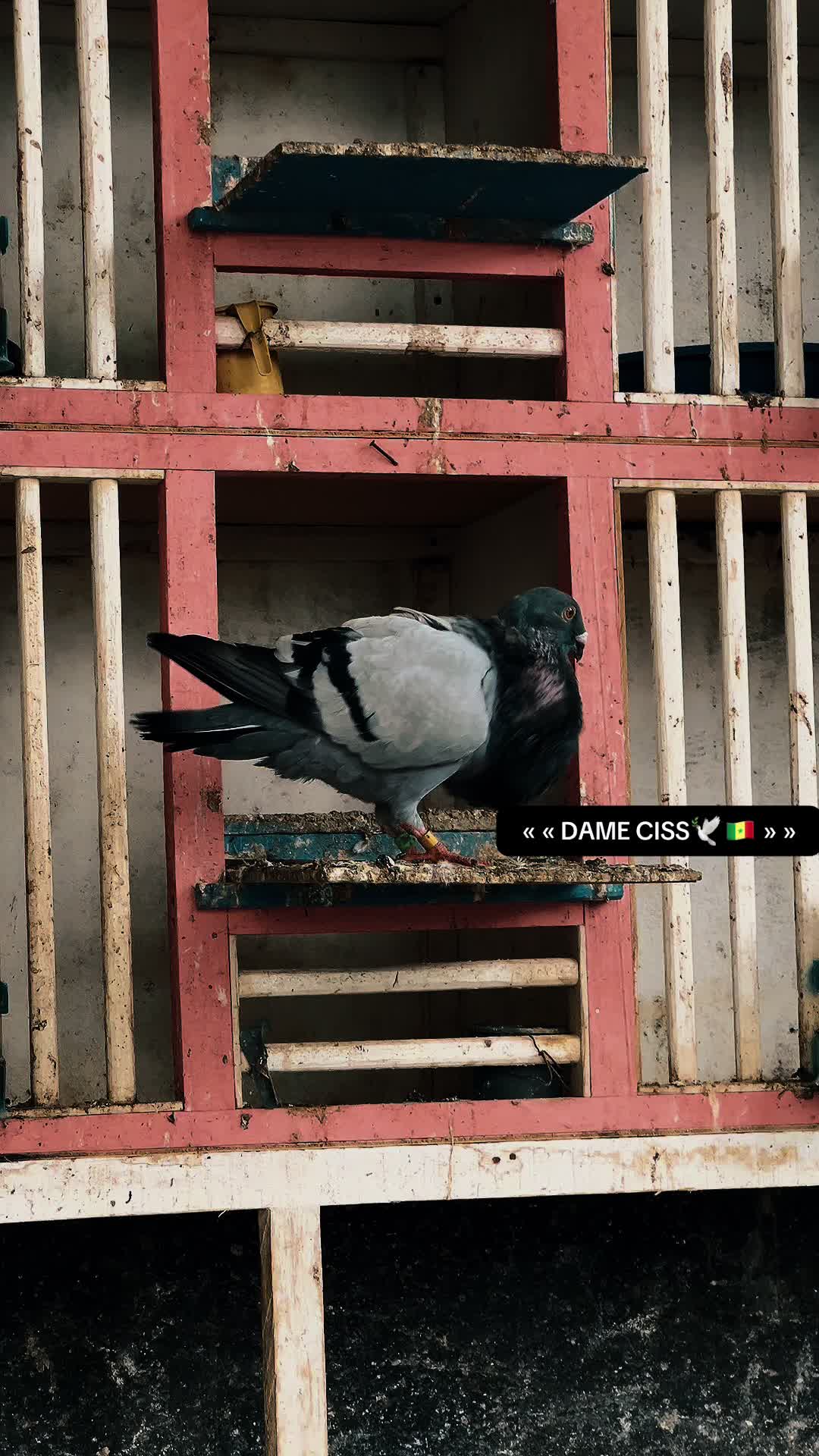 @DAME CISS🕊️🇸🇳