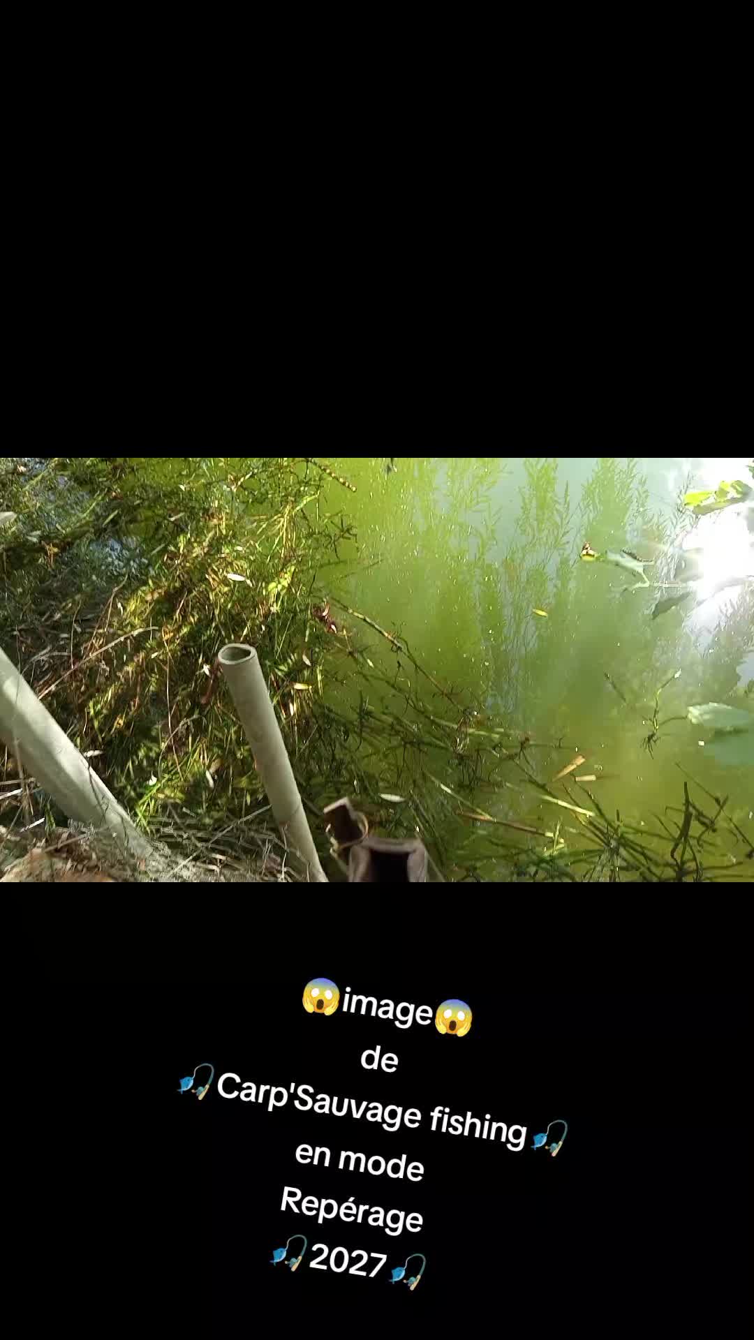 @Passion Carp'Sauvage