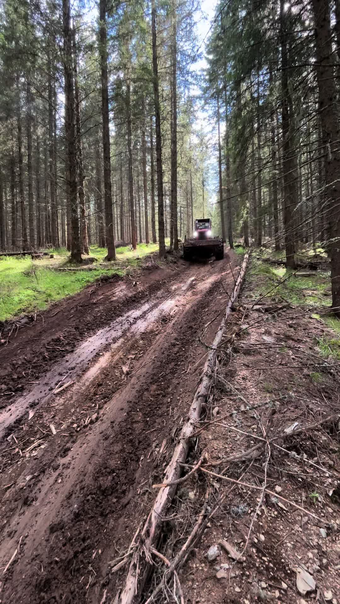 @Darius🌲