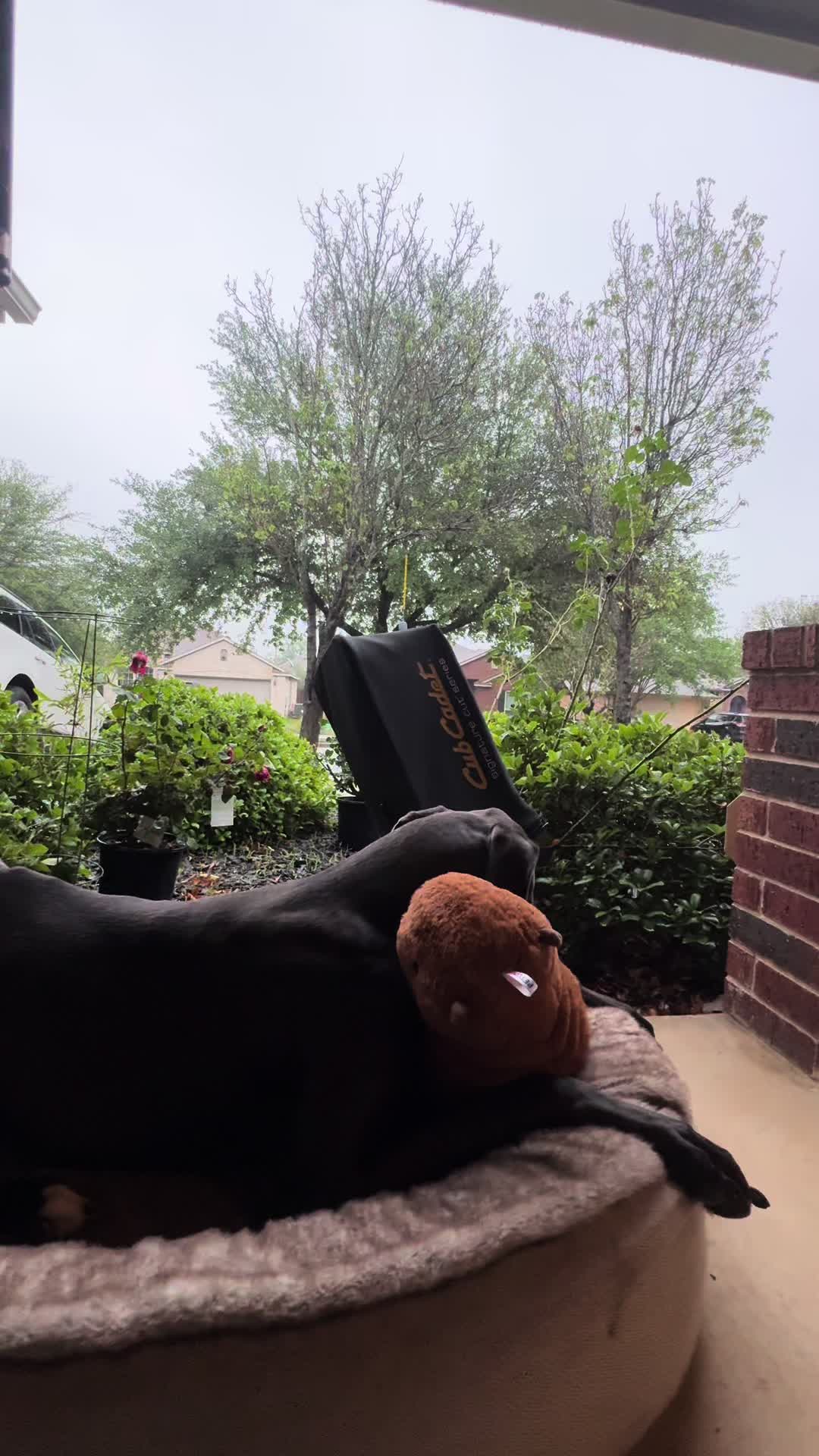 @janethegreatdane