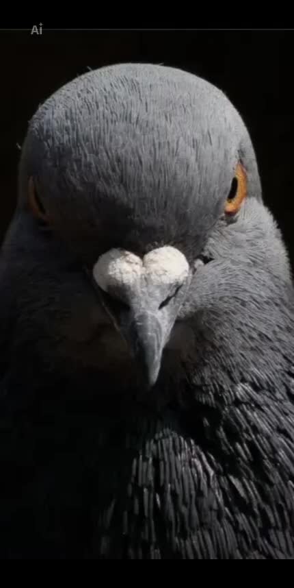 @pigeon_og