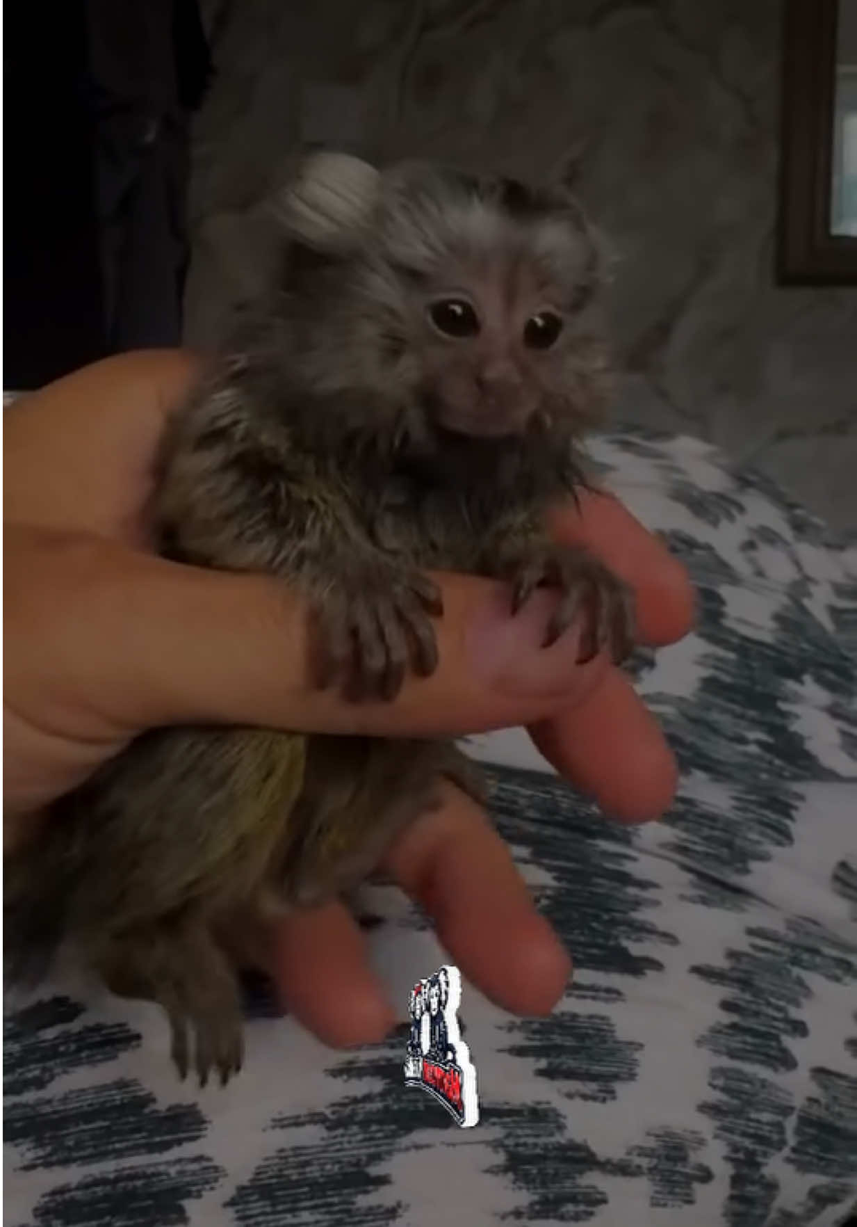 @ᴍᴀʀᴍᴏꜱᴇᴛ ᴘᴀʀᴀᴅɪꜱᴇ 🇬🇧🐒