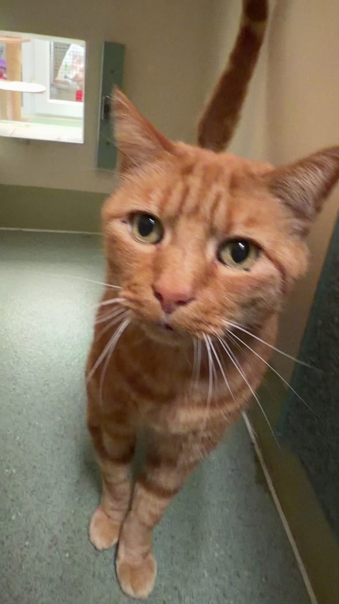@Herongate Village Cattery