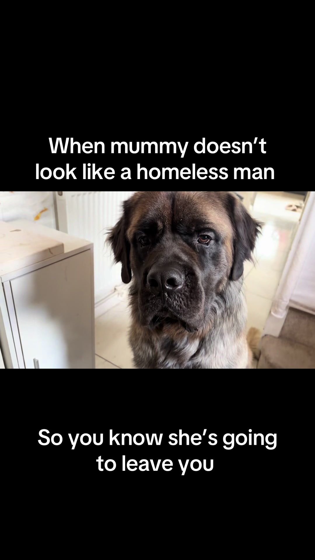 @💕Sara💕 SpartanMastiffs💕