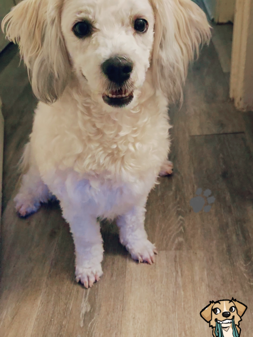 @Coco 💙🐶🐾