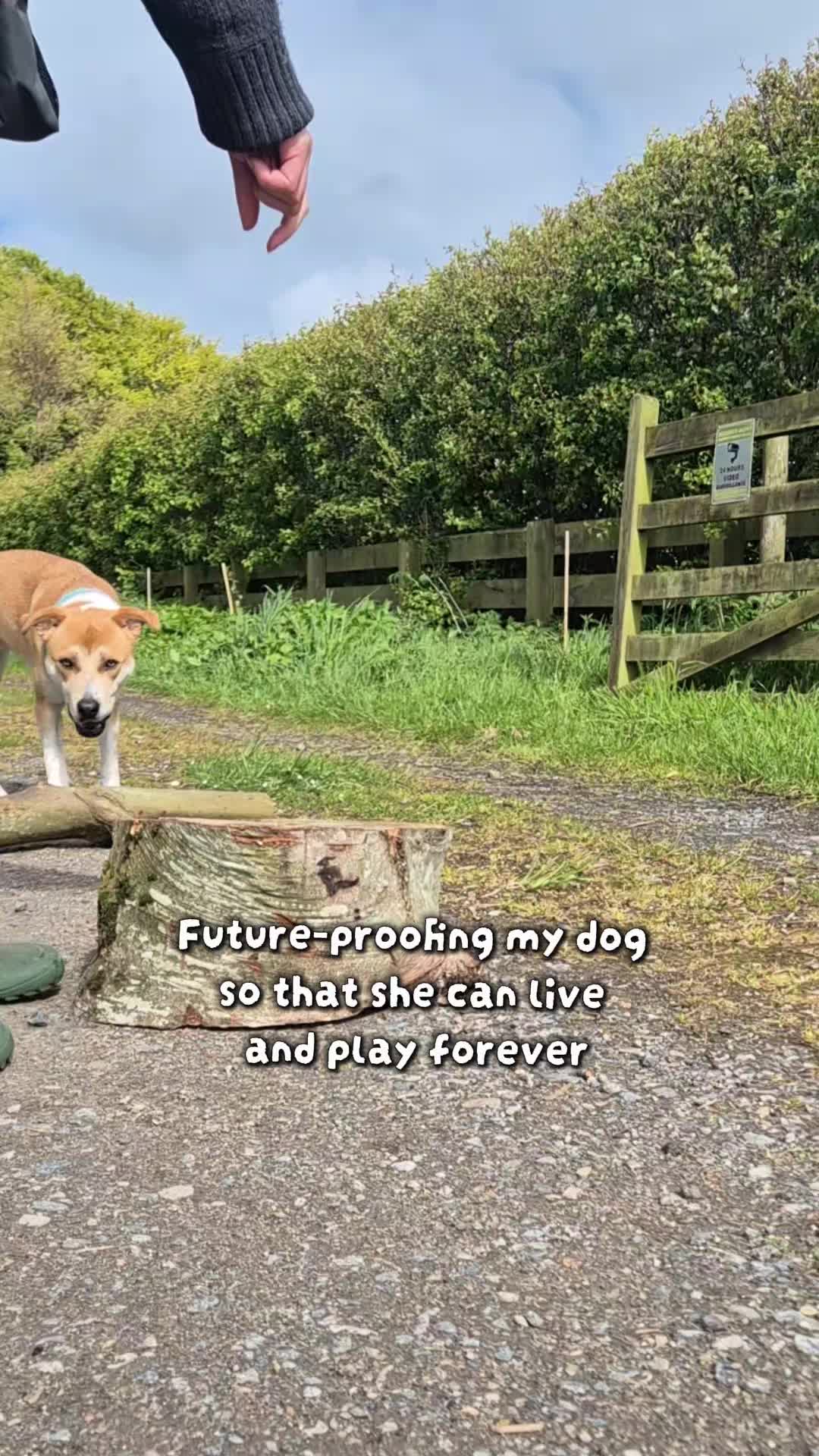 @wildlife_rescue_adventure