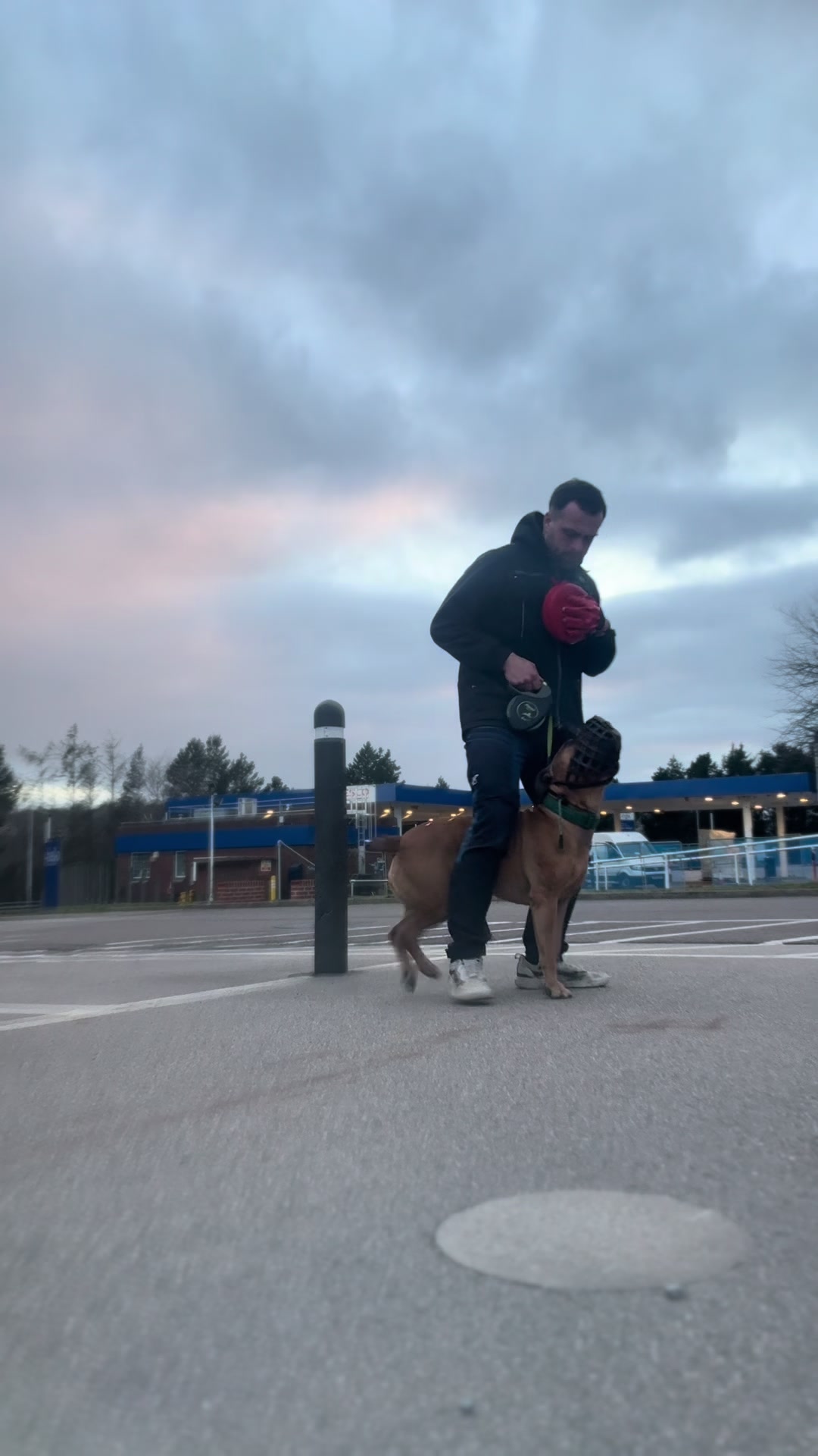 @Michael || Dog Trainer