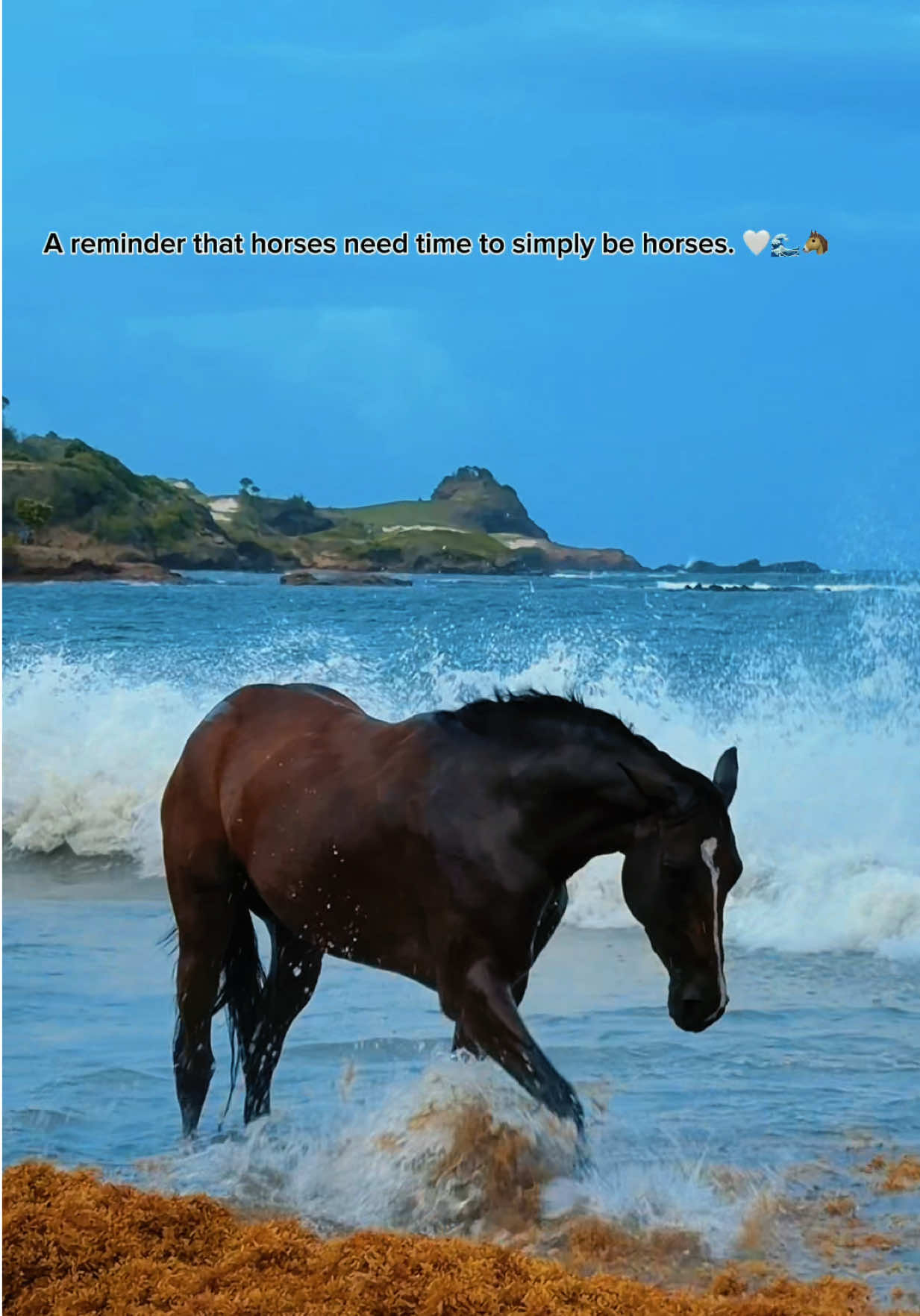 @roots_riding_stables