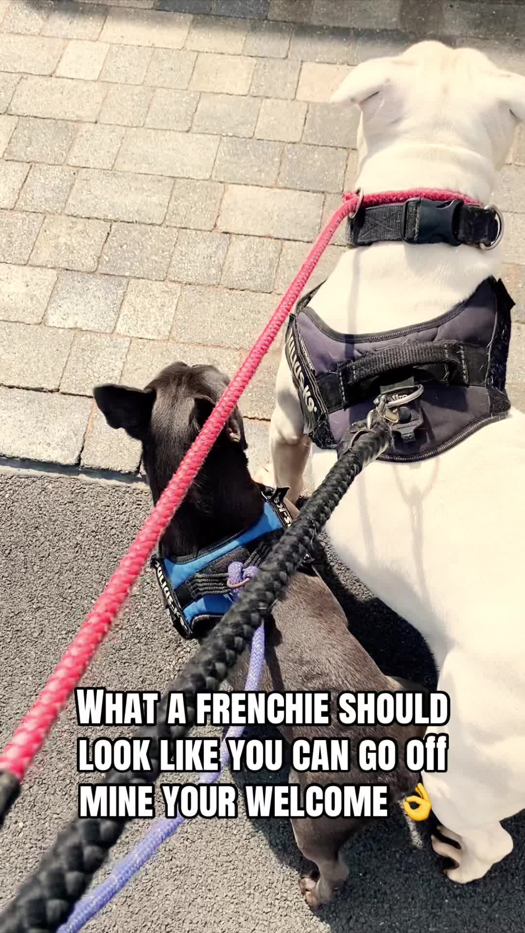 @Battle cat