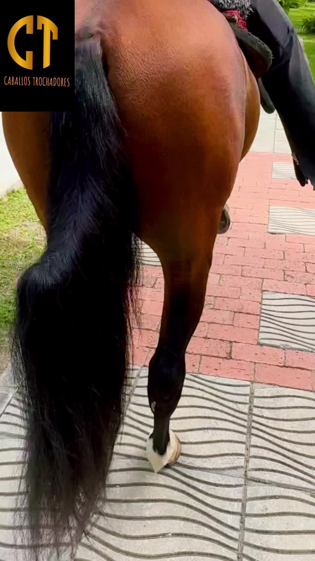@Caballostrochadores