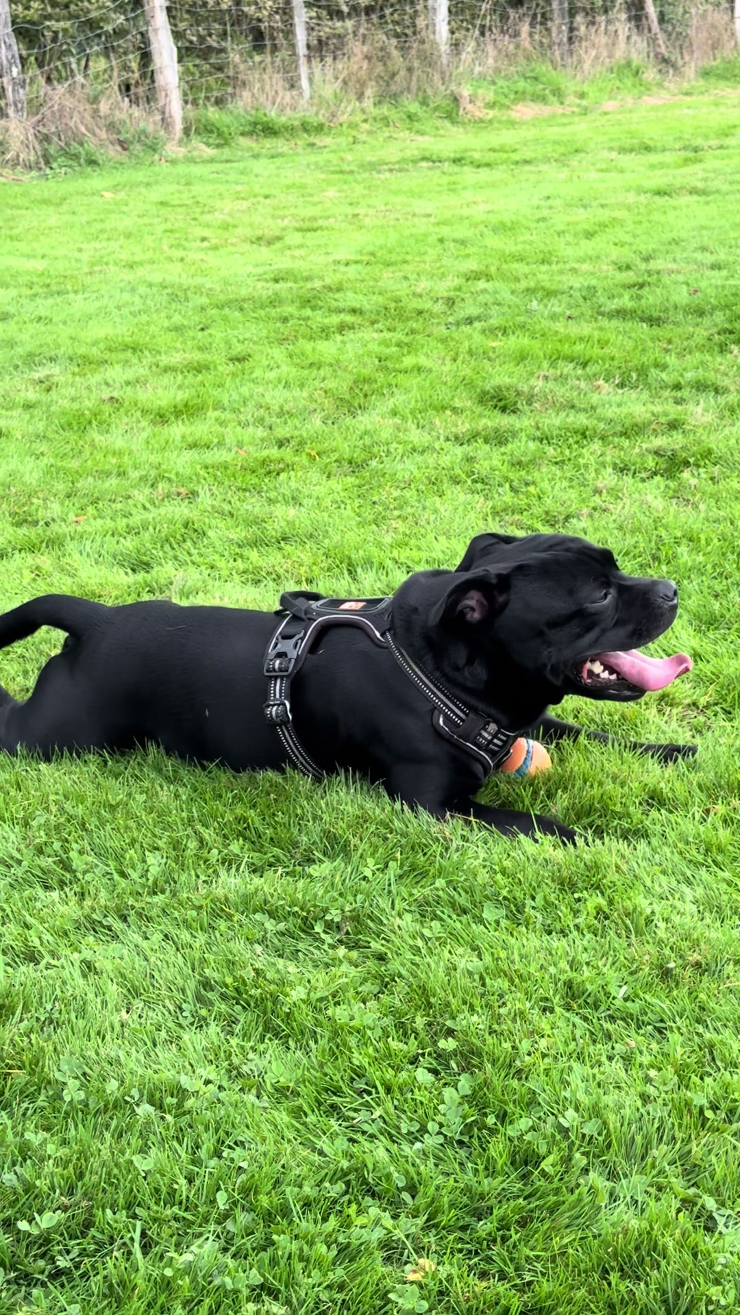@staffie.young.tao