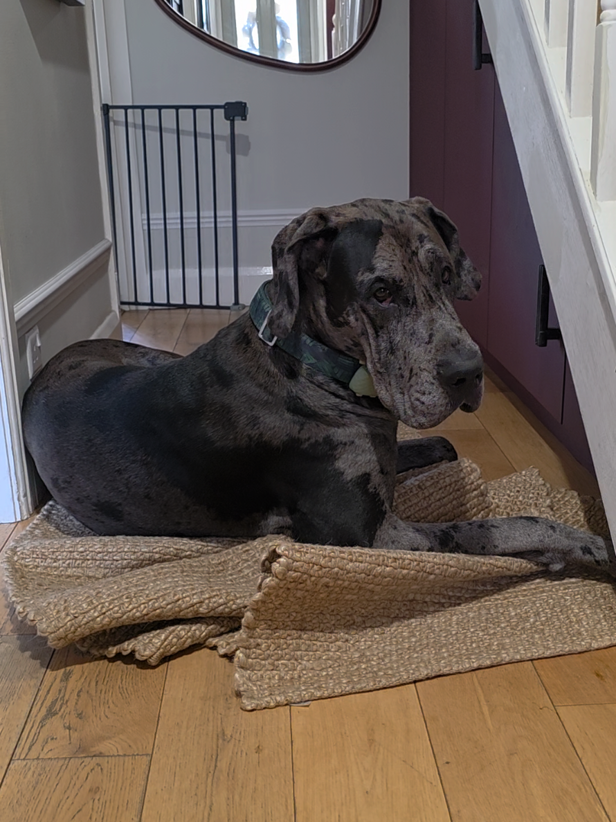 @Magnus the GREAT DANE