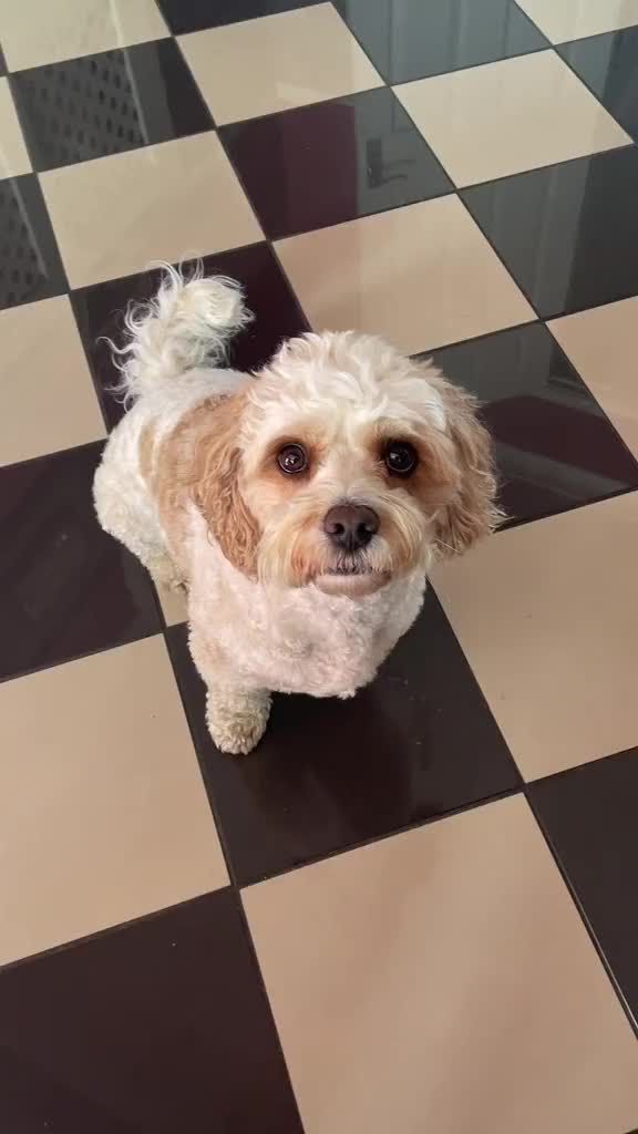 @My Cavachon