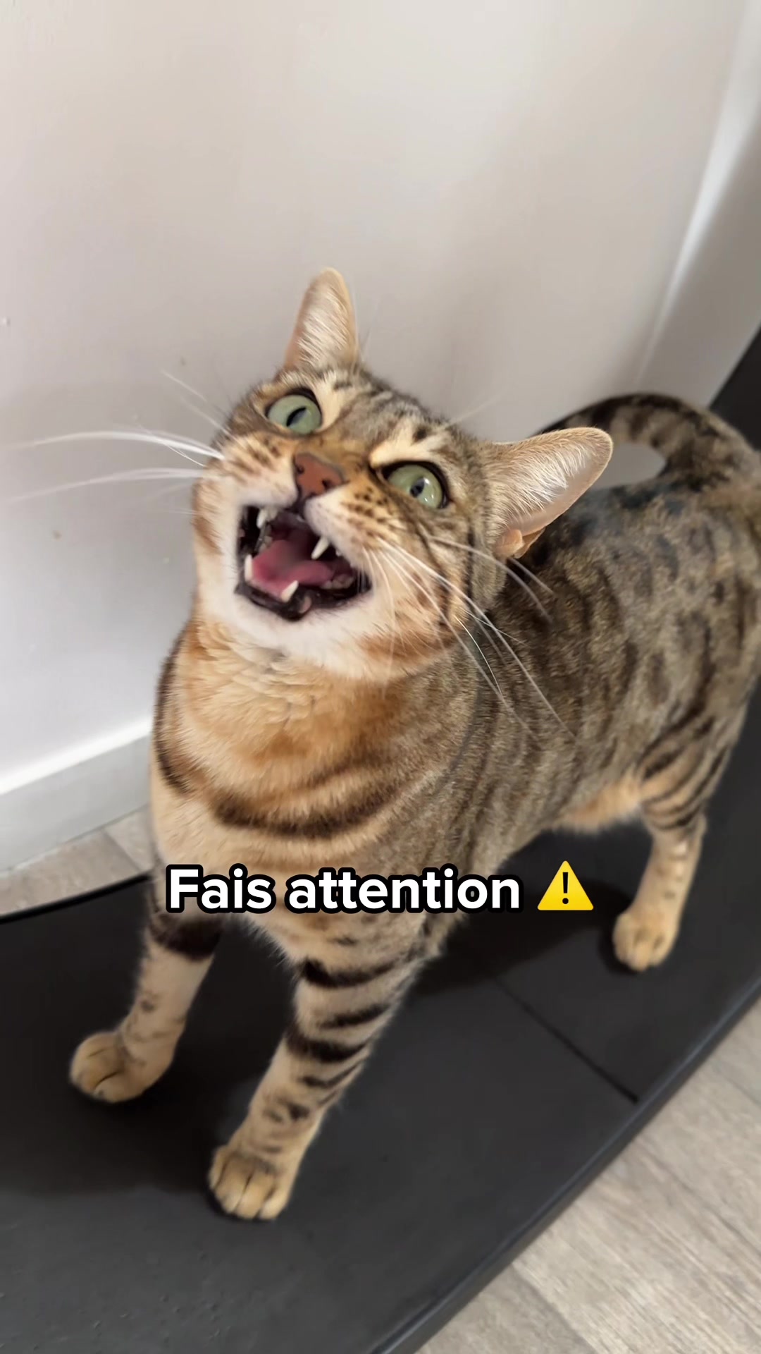 @Ricki the Bengal