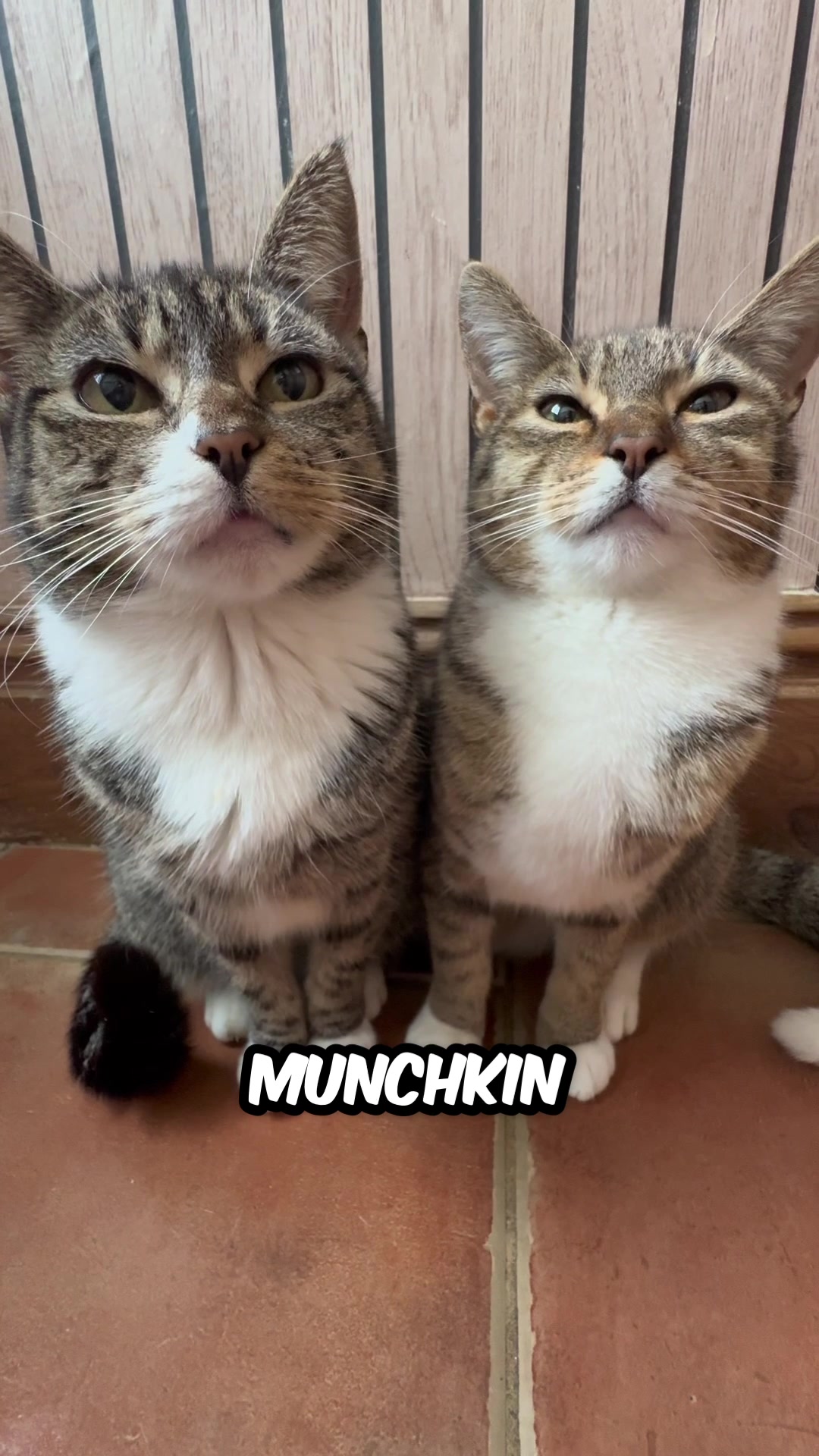 @Mittens