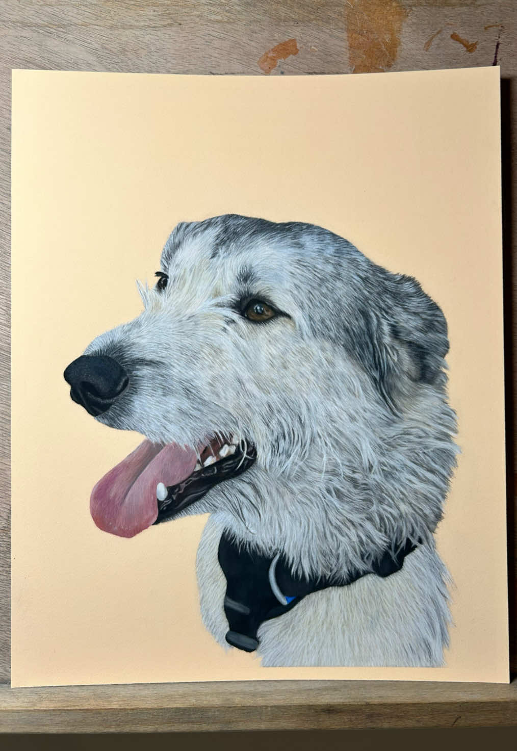 @Pet portraits