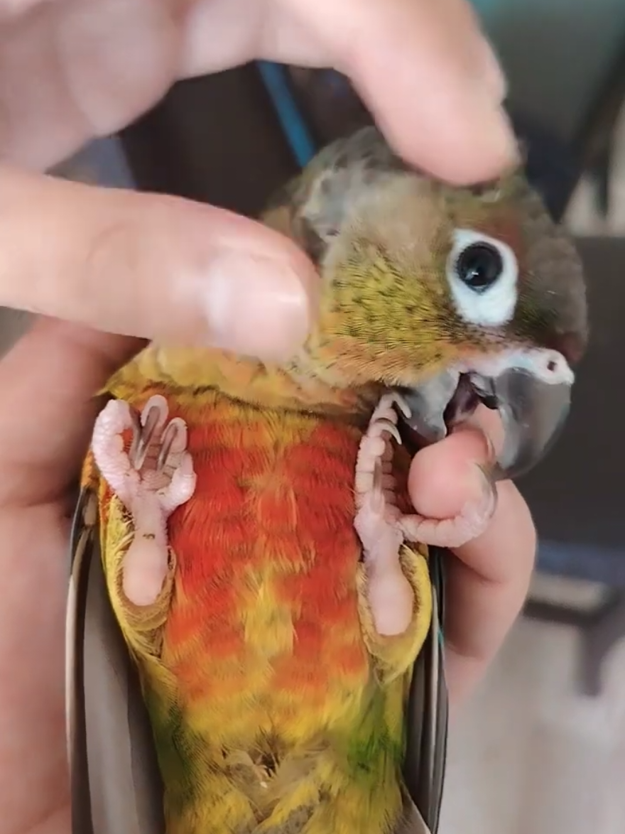 @Cockatiels Craze