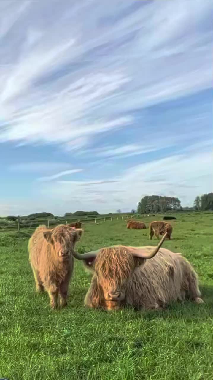 @Dumble Farm Highland Cows