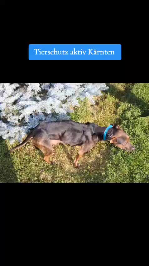 @tierschutz_aktivkaernten