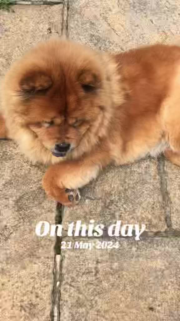 @Mimi the Shihtzu
